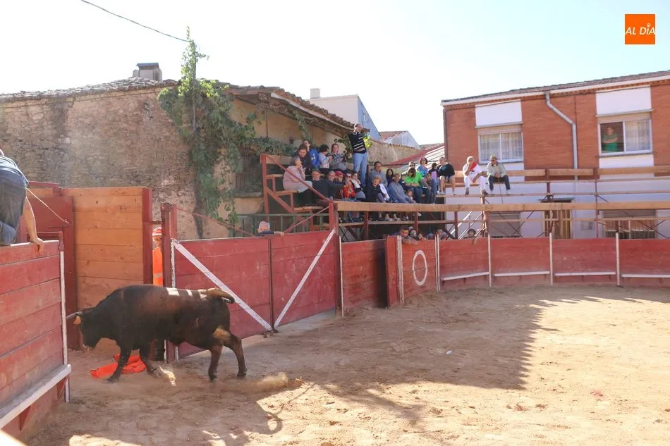 Foto 5 - Entretenido festejo taurino en las calles de Mieza  