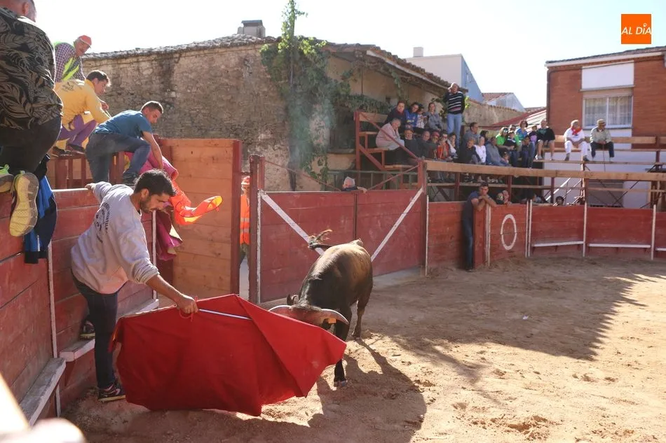 Foto 2 - Entretenido festejo taurino en las calles de Mieza  