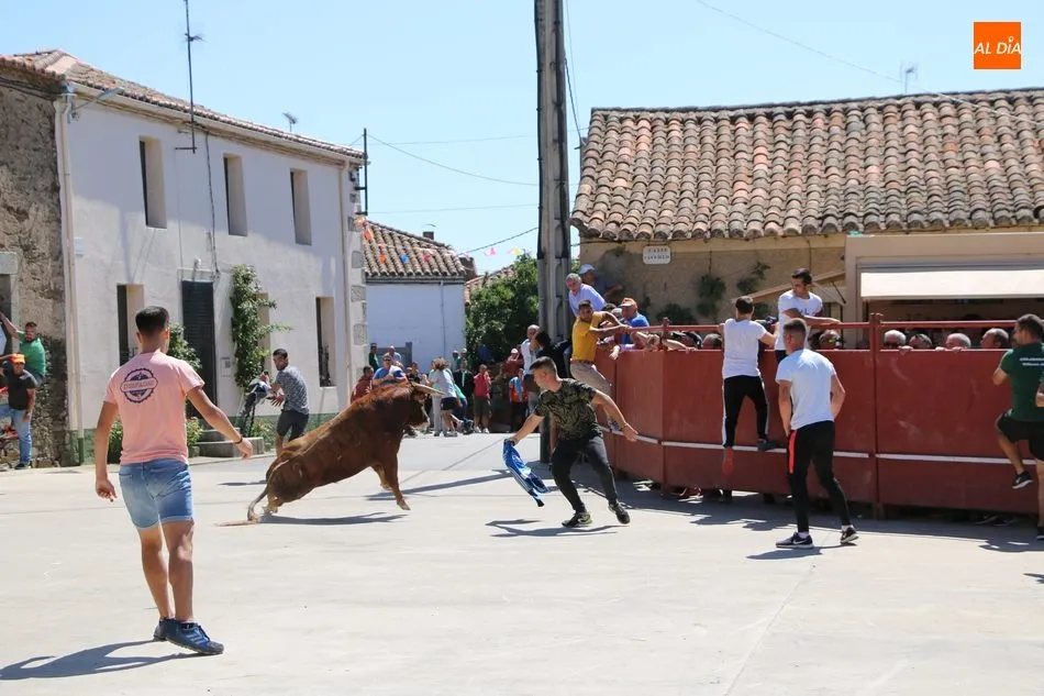 Foto 11 - Buen juego del ganado de Orive en el encierro de Villares de Yeltes  