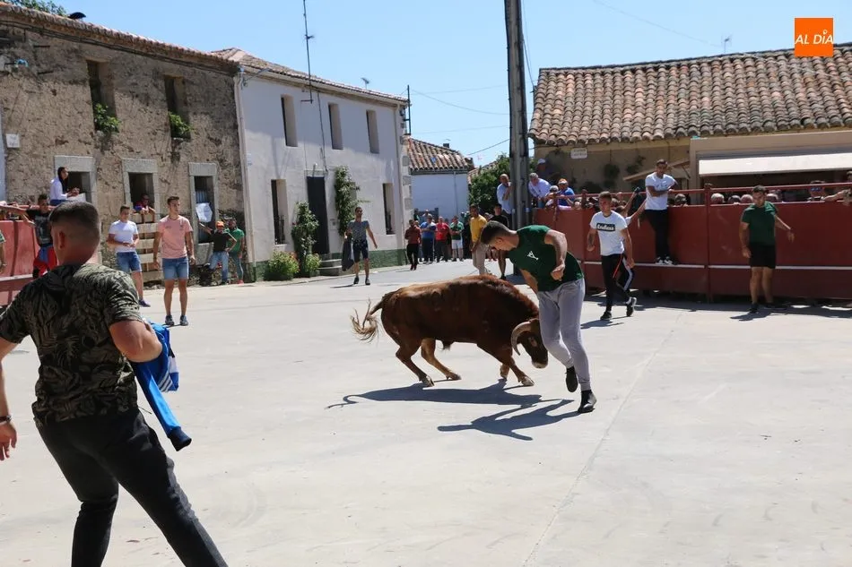 Foto 9 - Buen juego del ganado de Orive en el encierro de Villares de Yeltes  