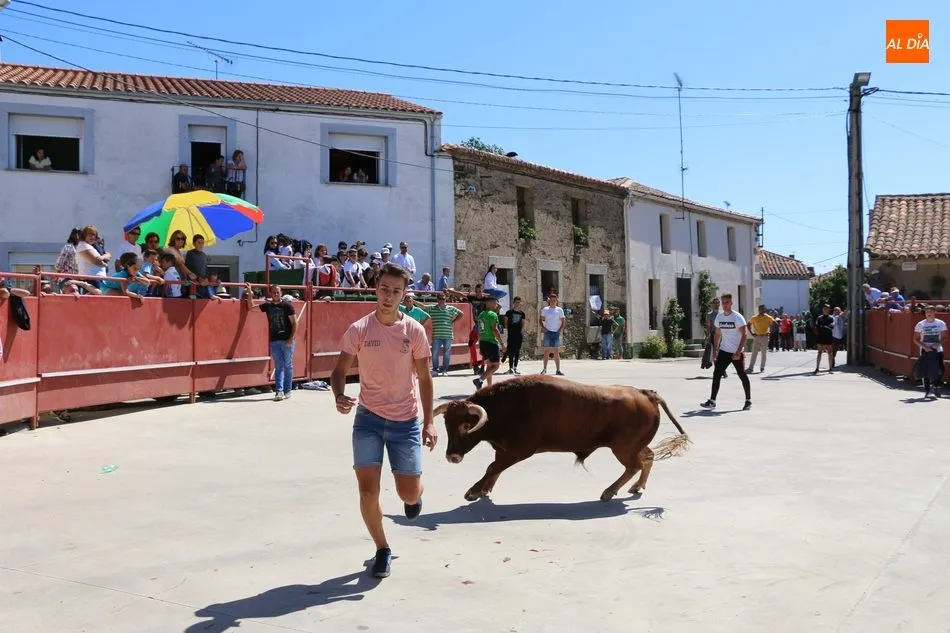 Foto 8 - Buen juego del ganado de Orive en el encierro de Villares de Yeltes  