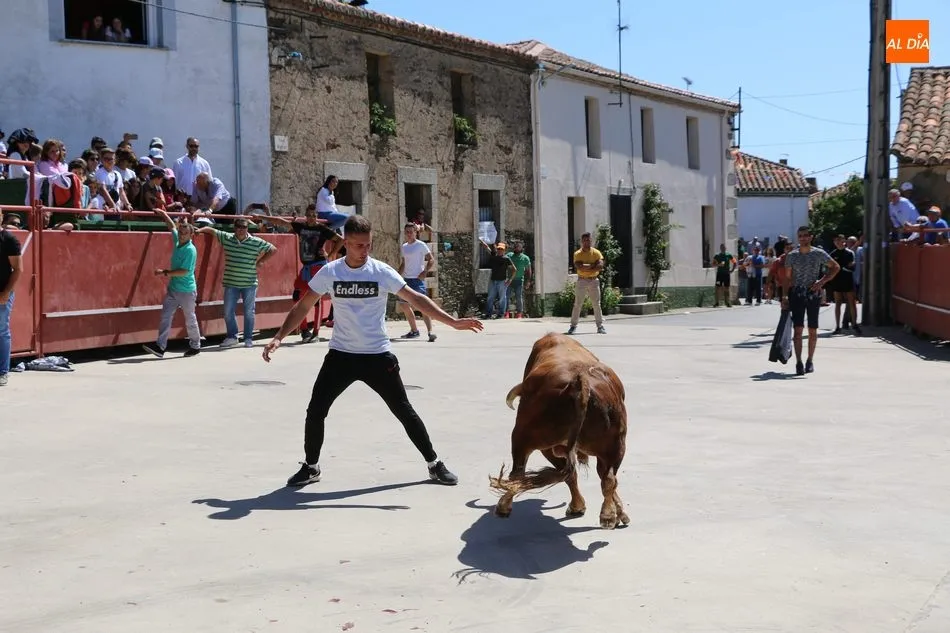 Foto 7 - Buen juego del ganado de Orive en el encierro de Villares de Yeltes  