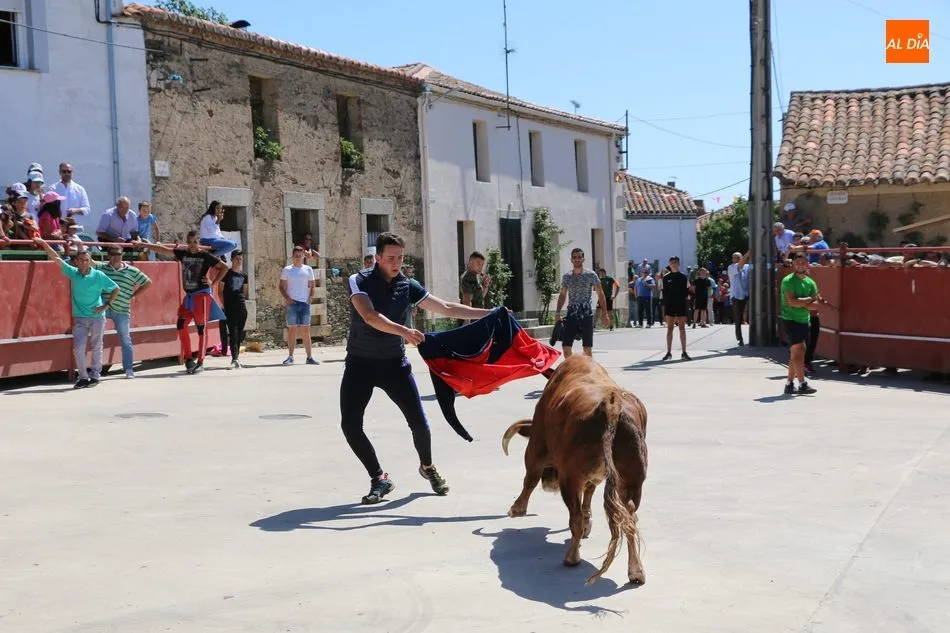 Foto 6 - Buen juego del ganado de Orive en el encierro de Villares de Yeltes  