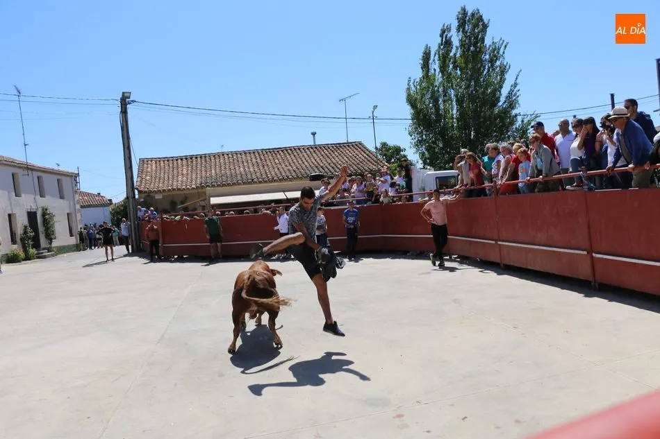 Foto 5 - Buen juego del ganado de Orive en el encierro de Villares de Yeltes  