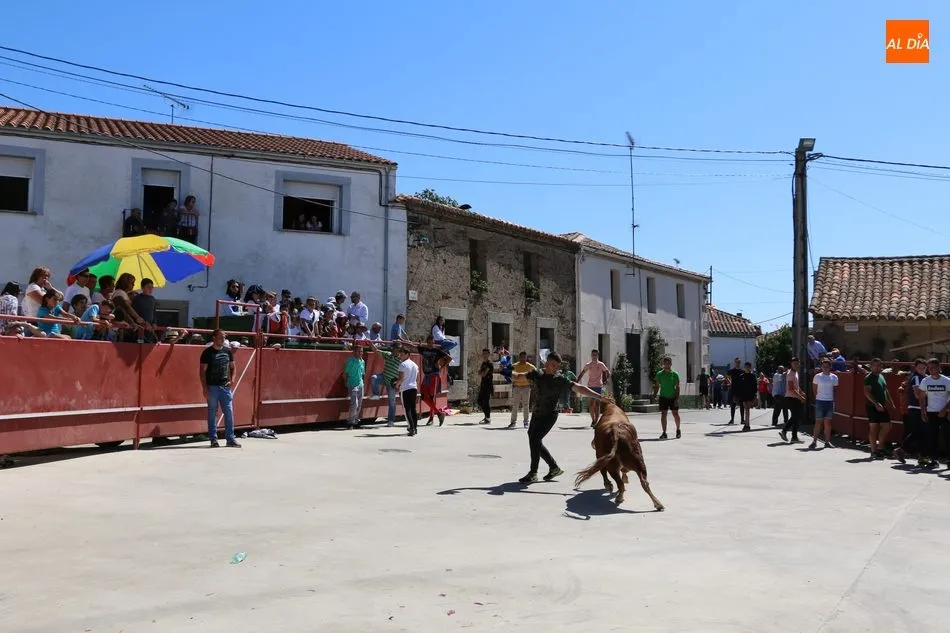 Foto 4 - Buen juego del ganado de Orive en el encierro de Villares de Yeltes  