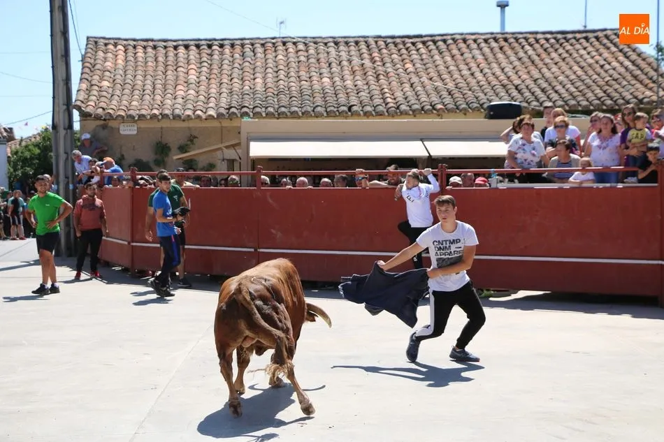 Foto 3 - Buen juego del ganado de Orive en el encierro de Villares de Yeltes  