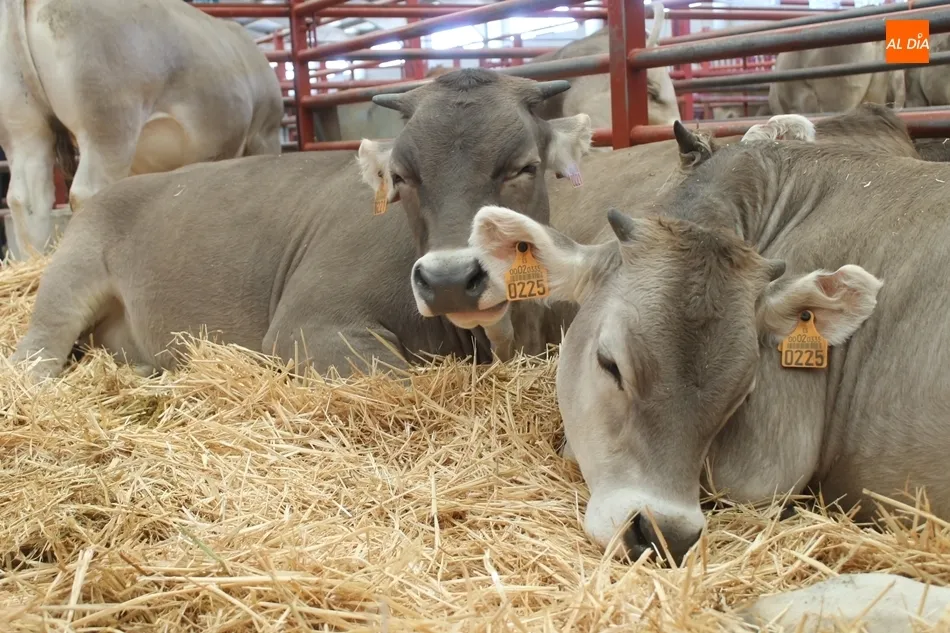 Pequeños protagonistas en las naves de vacuno.