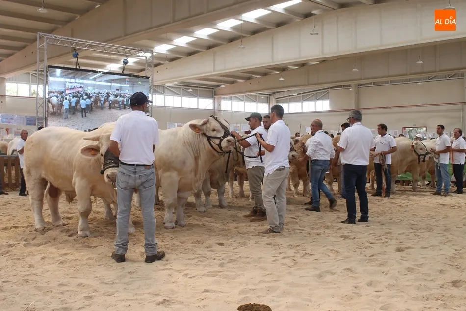 Foto 6 - &lsquo;Jacson&rsquo;, del salmantino Alberto Mart&iacute;n, y &lsquo;Jabal&iacute;&rsquo;, del abulense Jorge Chapinal,...