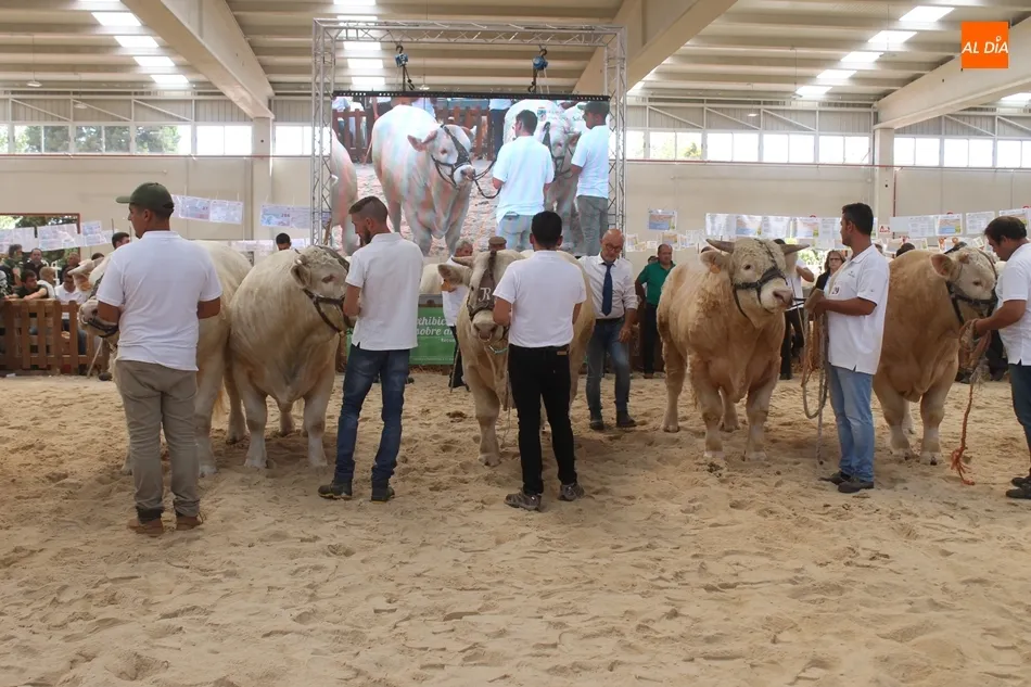 Foto 3 - &lsquo;Jacson&rsquo;, del salmantino Alberto Mart&iacute;n, y &lsquo;Jabal&iacute;&rsquo;, del abulense Jorge Chapinal,...