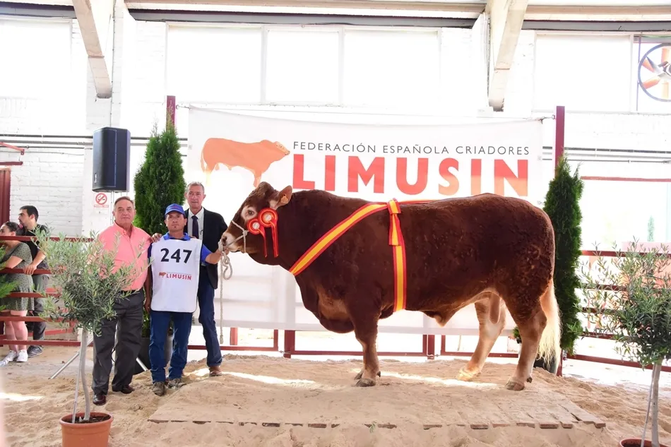 Campeón de Raza Limusina. Foto: Salamaq