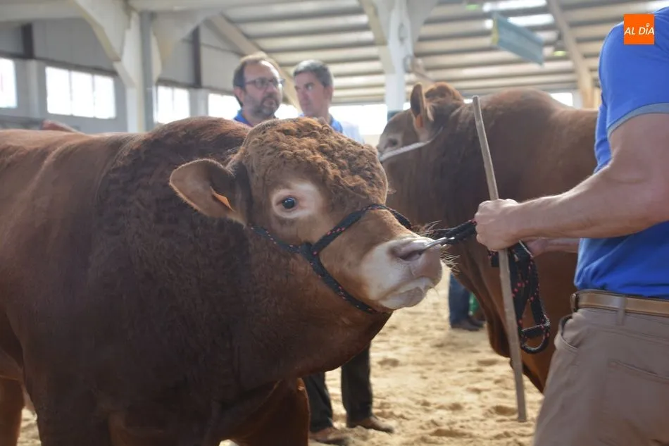 Foto 5 - Los mejores del Concurso Nacional de Machos de Raza Limusina&nbsp;