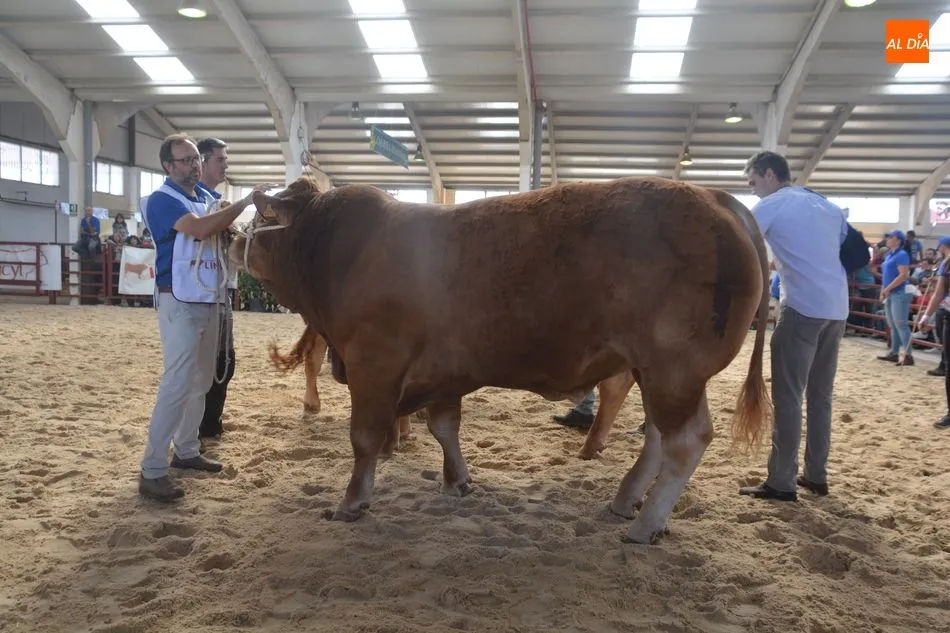 Foto 3 - Los mejores del Concurso Nacional de Machos de Raza Limusina&nbsp;