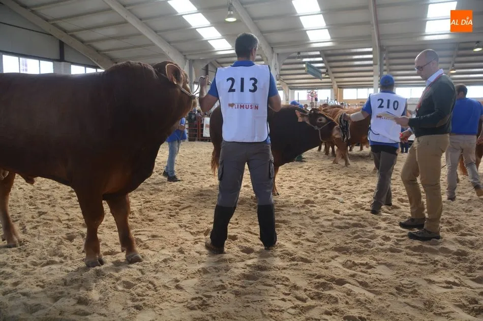Foto 2 - Los mejores del Concurso Nacional de Machos de Raza Limusina&nbsp;