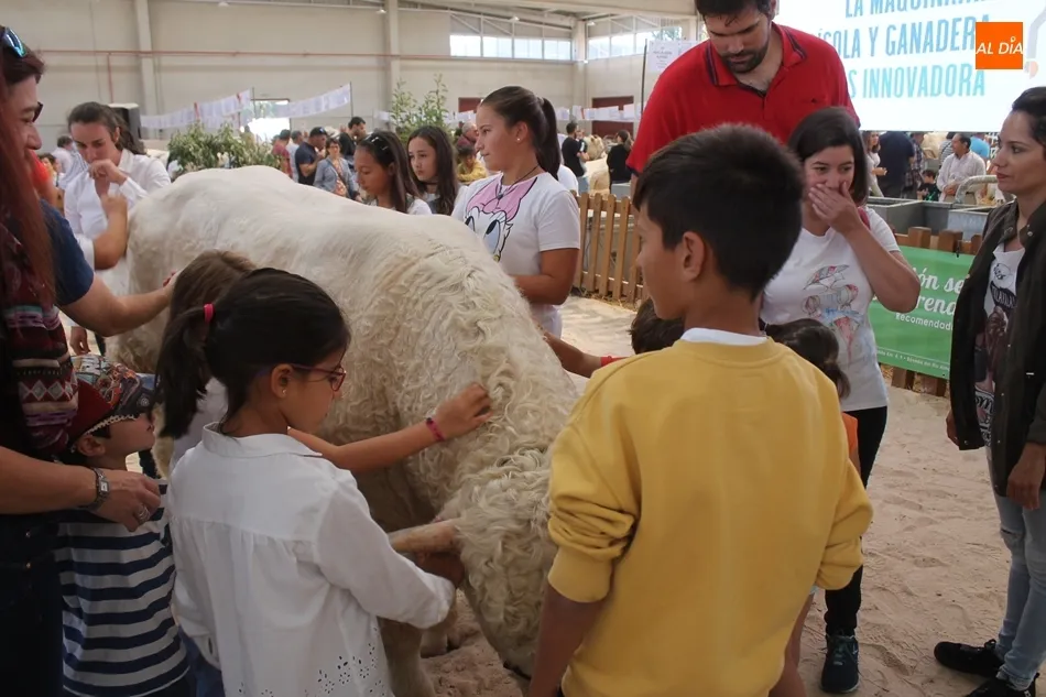 Foto 5 - Un taller para peinar a los animales acerca la raza charolesa a los ni&ntilde;os&nbsp;