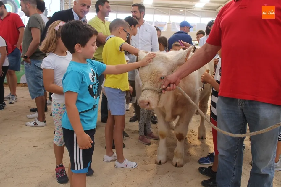 Foto 3 - Un taller para peinar a los animales acerca la raza charolesa a los ni&ntilde;os&nbsp;
