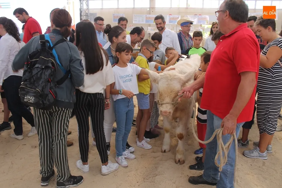 Foto 2 - Un taller para peinar a los animales acerca la raza charolesa a los ni&ntilde;os&nbsp;