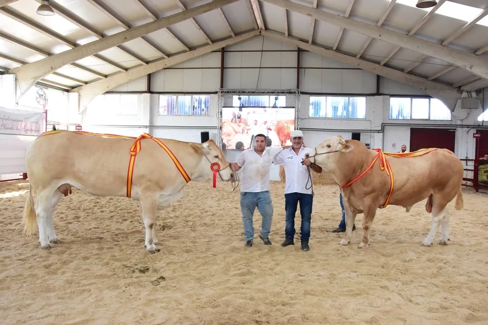 Noya y Lavanda, gran campeón y campeona del Concurso de Raza Blonda de Aquitania, en Salamaq