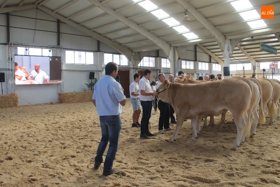 Foto 9 - Resultados del Concurso Nacional de Raza Blonda de Aquitania