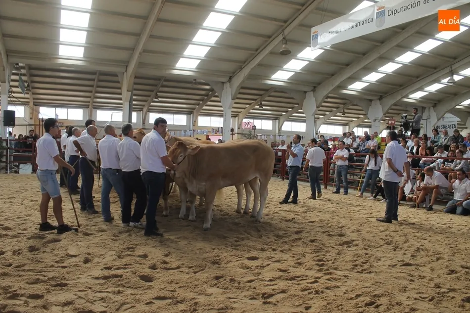 Foto 8 - Resultados del Concurso Nacional de Raza Blonda de Aquitania
