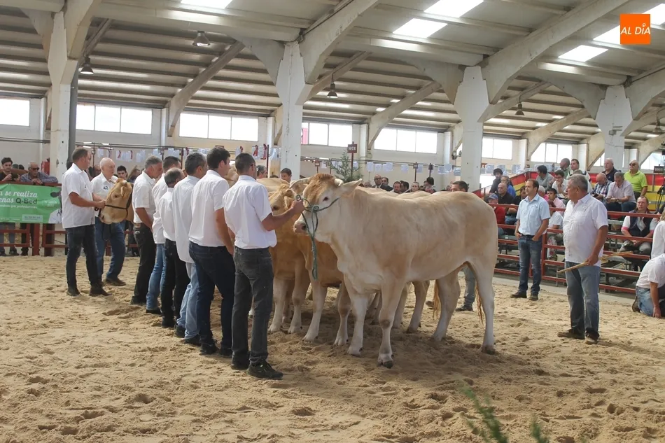 Foto 4 - Resultados del Concurso Nacional de Raza Blonda de Aquitania