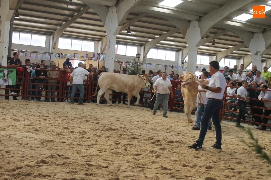Foto 5 - Resultados del Concurso Nacional de Raza Blonda de Aquitania