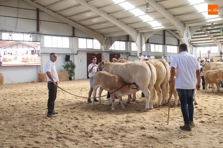Concurso de Raza Blonda de Aquitania, en Salamaq