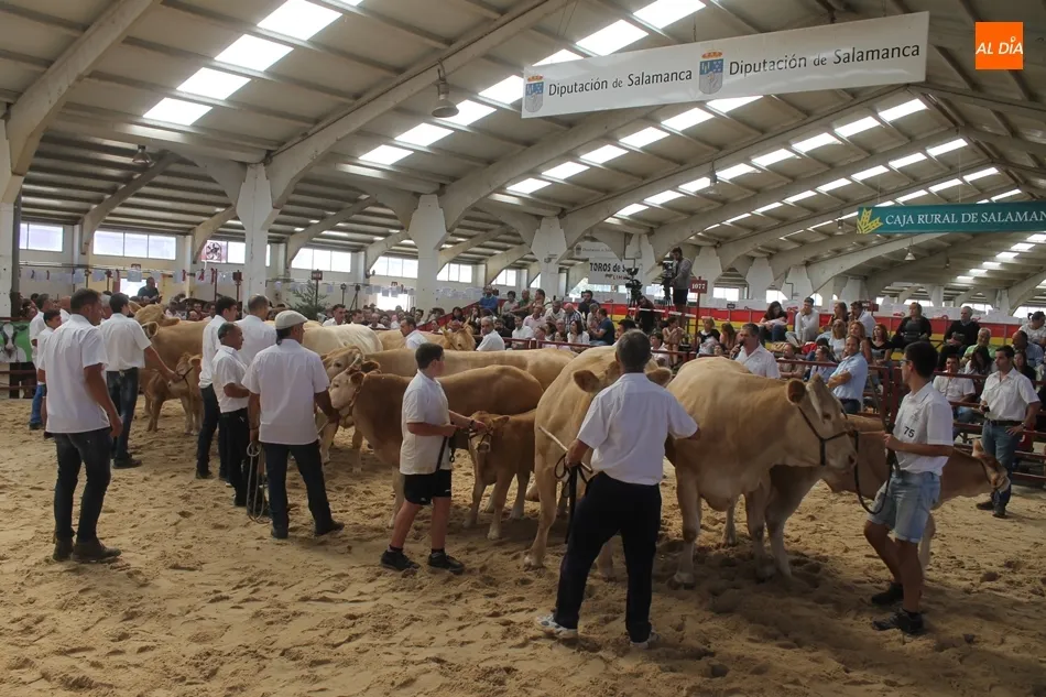 Foto 2 - Resultados del Concurso Nacional de Raza Blonda de Aquitania