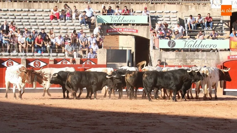 Toros de Adelaida Rodríguez, en el desenjaule. Foto: Miguel Hernández