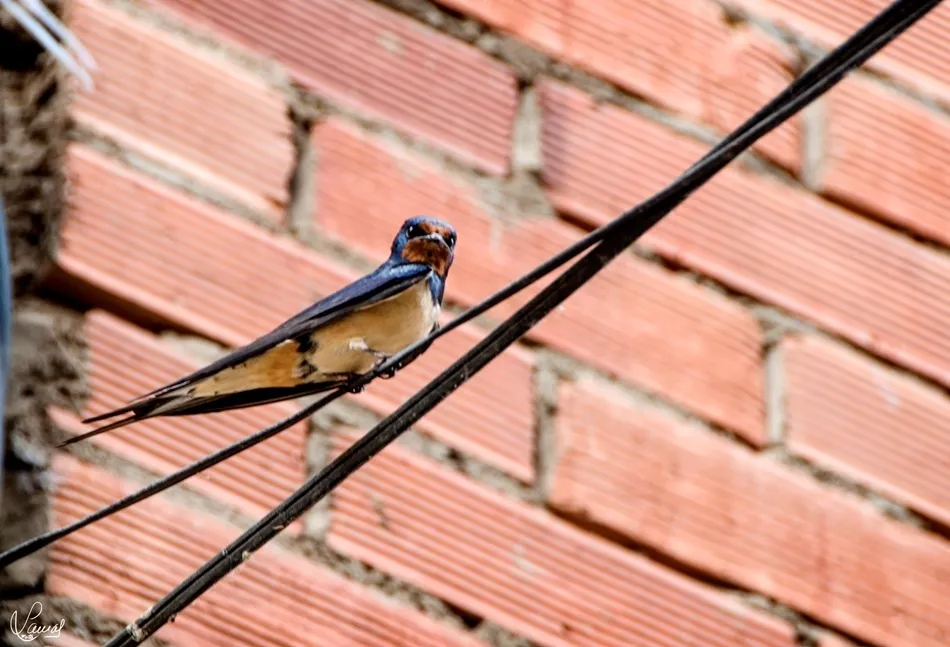 La belleza de lo sencillo