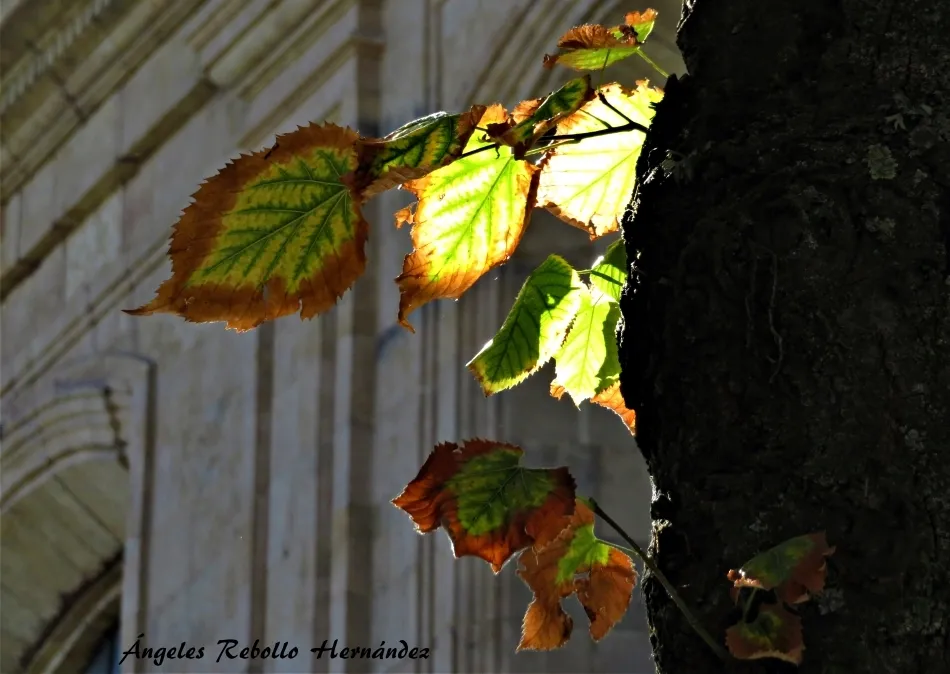 Caligrafías del otoño