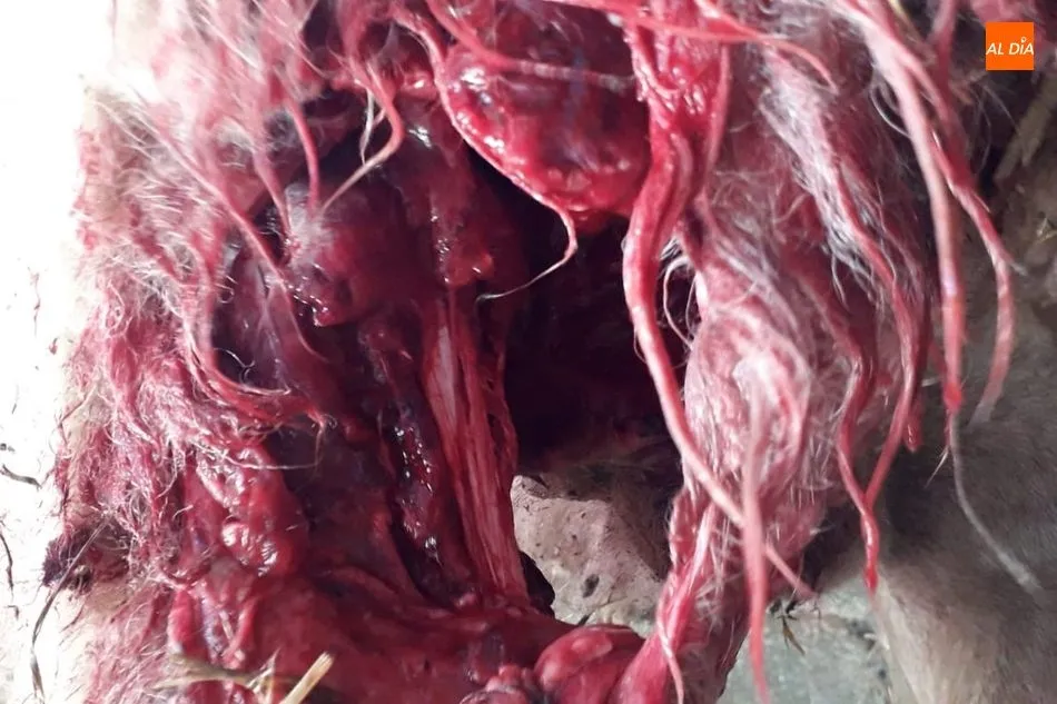 Foto 5 - Un ataque de lobo deja 12 ovejas muertas en Sobradillo, dos m&aacute;s heridas y cuatro desaparecidas  