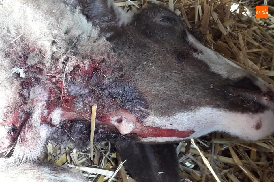 Foto 2 - Un ataque de lobo deja 12 ovejas muertas en Sobradillo, dos m&aacute;s heridas y cuatro desaparecidas  