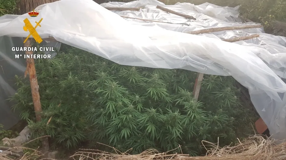 Foto 3 - La Guardia Civil localiza dos plantaciones de marihuana en el casco urbano de Ciudad Rodrigo