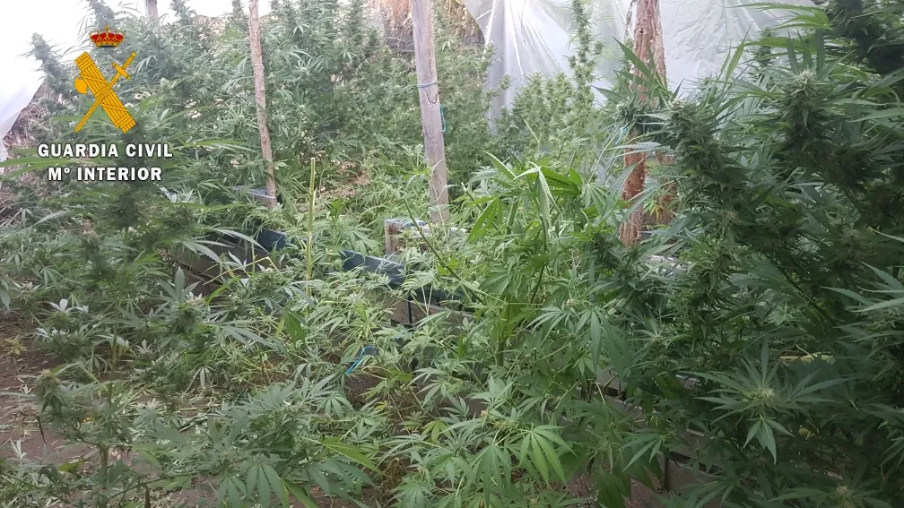 La Guardia Civil incauta 125 kilos de marihuana en dos plantaciones en Ciudad Rodrigo  