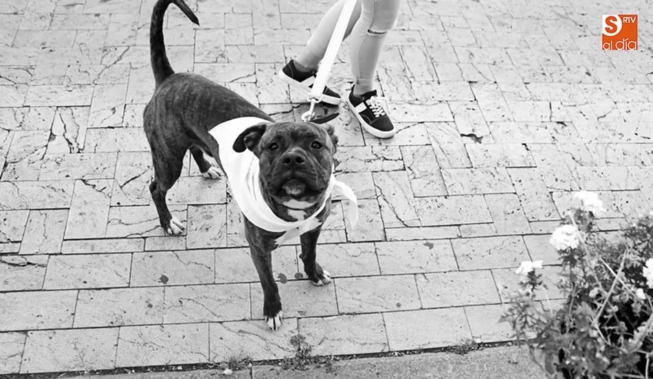 La Oficina de Bienestar Animal estará ubicada en el espacio de Salud Pública del Mercado de San Juan y va a estar orientada exclusivamente a animales de compañía