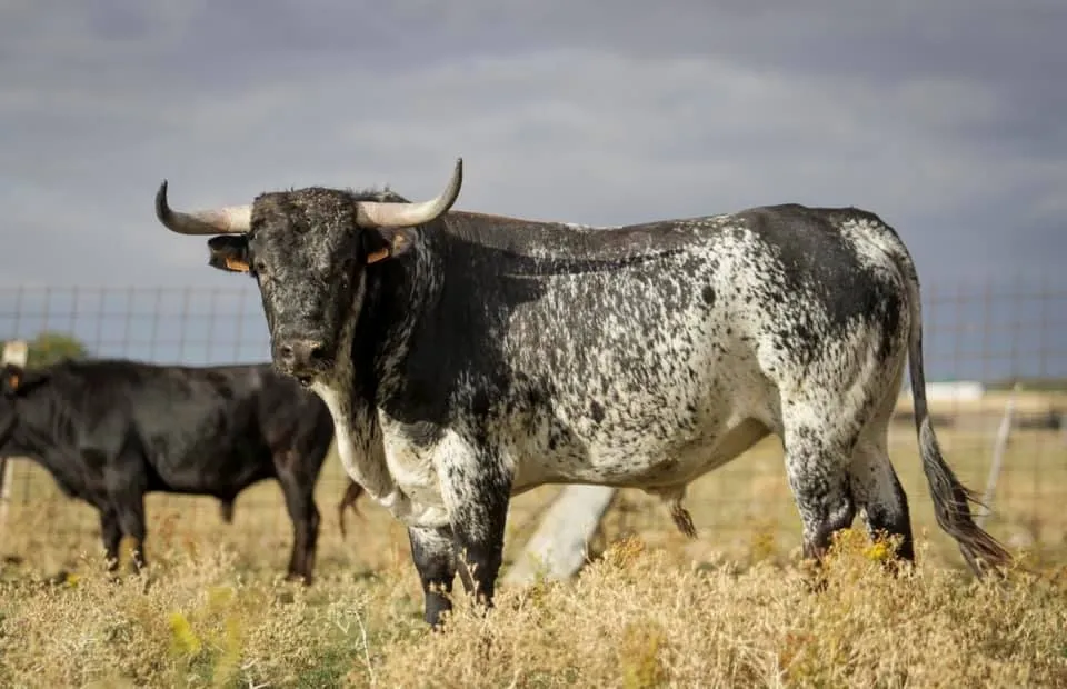Osado, novillo que protagonizará el festejo | ACTP
