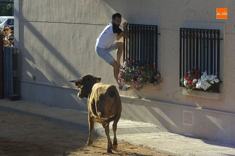 Foto 6 - Alba de Yeltes inmersa en sus fiestas con aires muy taurinos  