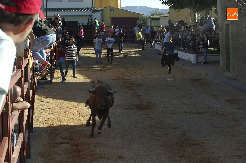 Foto 5 - Alba de Yeltes inmersa en sus fiestas con aires muy taurinos  