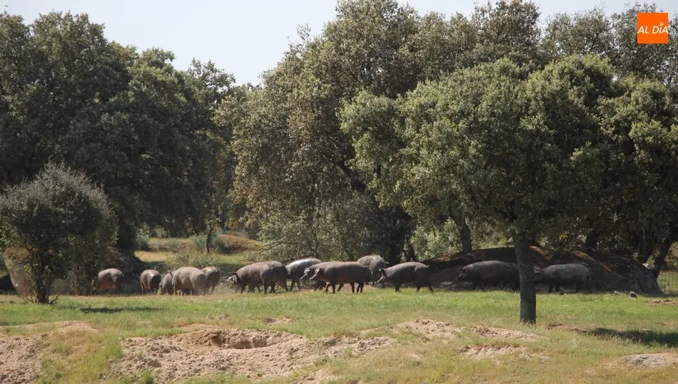 La mesa de ibérico concedió nuevas subidas para el Cebo de Campo y Cebo / CORRAL