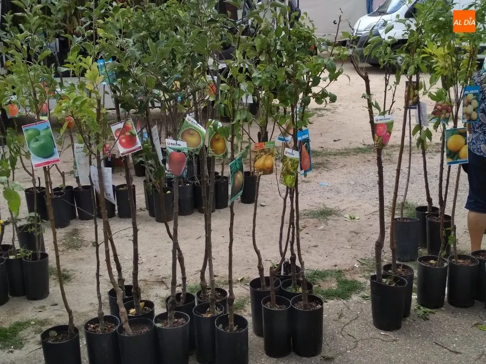 Foto 7 - Exitoso primer mercadillo de oto&ntilde;o en Trabanca  