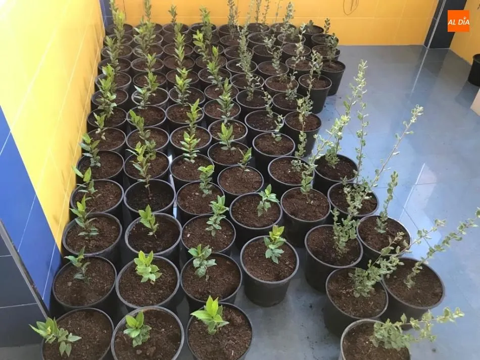 Foto 2 - Un total de 170 ni&ntilde;os de Castellanos de Moriscos adoptar&aacute;n otros tantos &aacute;rboles