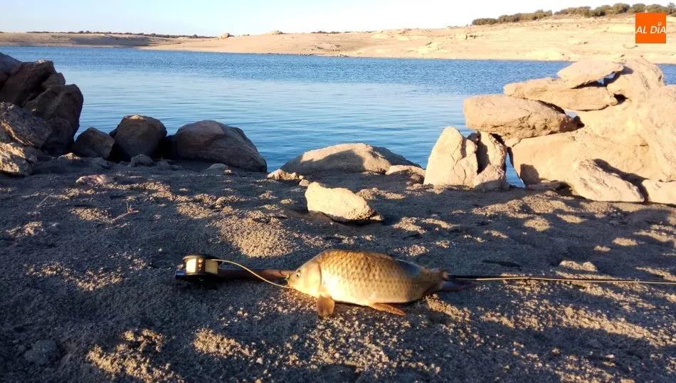 Una de las carpas capturadas en esta jornada en Sardón de los Frailes, en la zona de vieja carretera hacia a Almendra / CORRAL