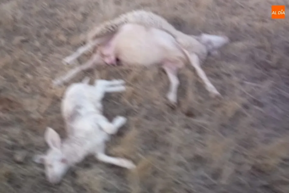 Foto 2 - El lobo llega a Lumbrales y deja nueve ovejas muertas y cinco heridas  