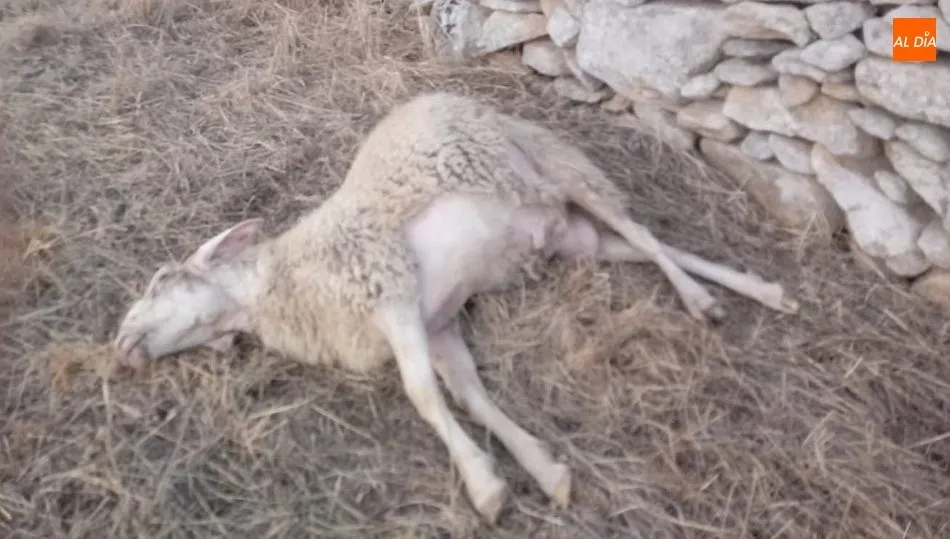 Una de las ovejas muertas en Lumbrales durante este último ataque