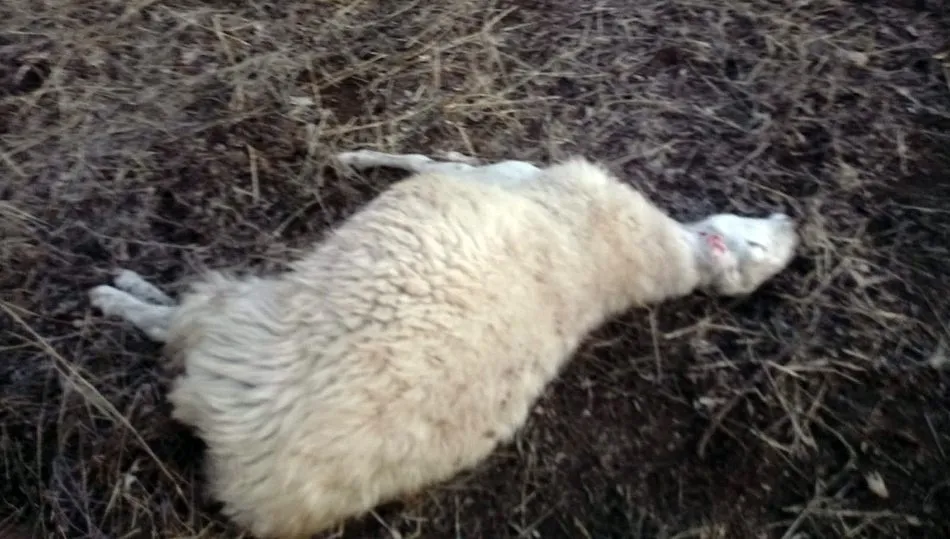 Una de las ovejas muertas en el ataque en Lumbrales, propiedad de Narciso García