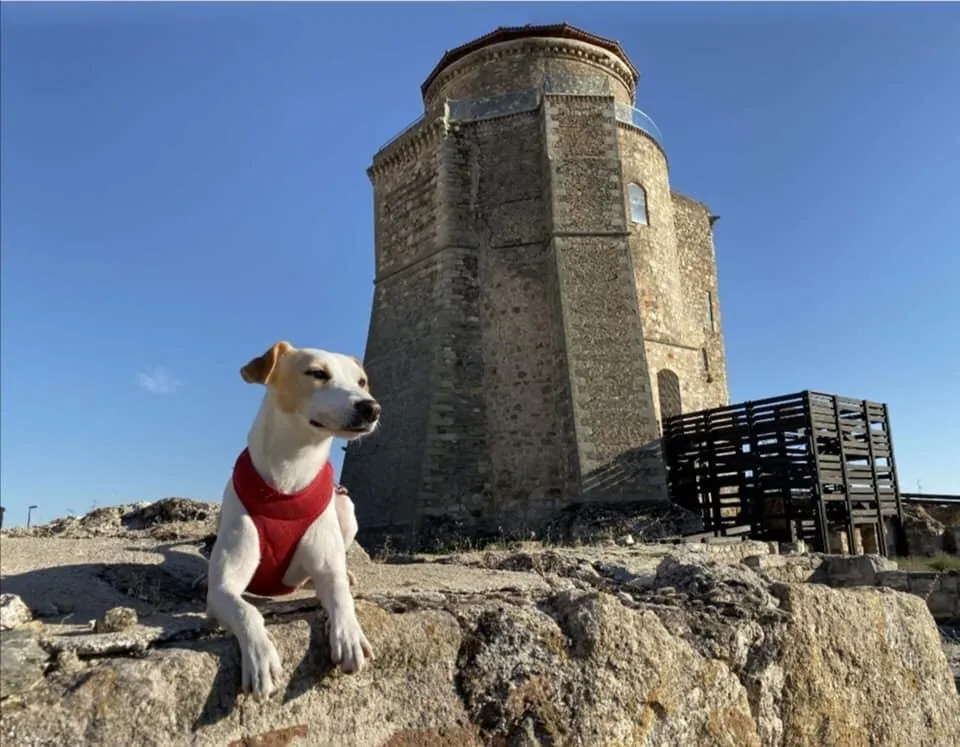 Pipper, el perro infuencer, en su visita al Castillo de los Duques de Alba