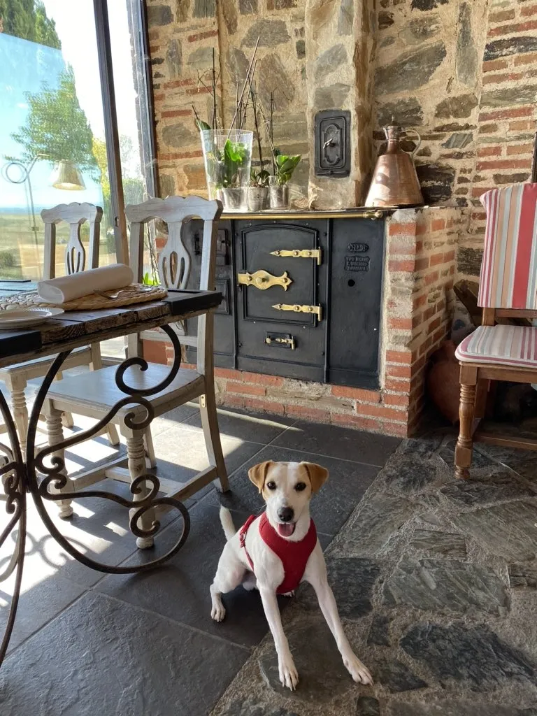 Foto 3 - Pipper, el famoso perro &lsquo;influencer&rsquo;, visita Alba de Tormes, nuevo destino &lsquo;dog friendly&rsquo;...