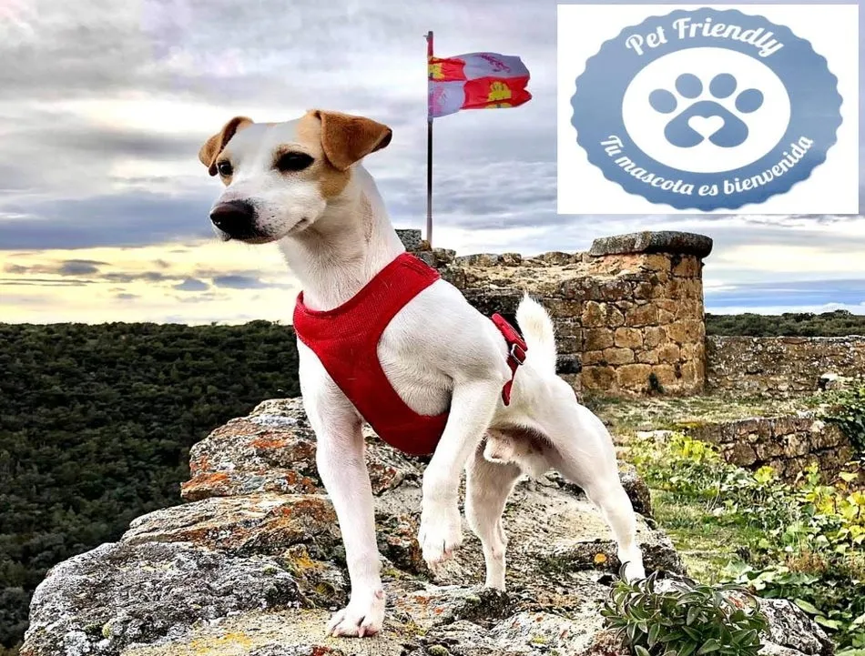 Pipper, el perro turista, paseará este jueves por Vilvestre