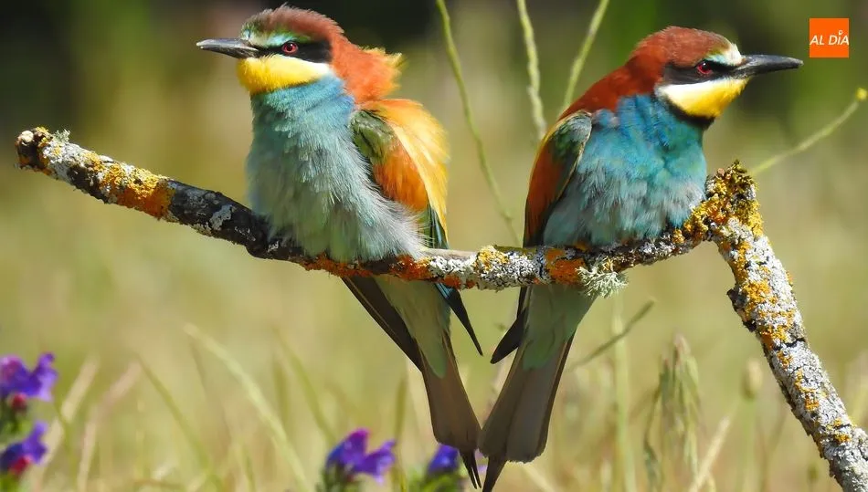 FOTOS JULIÁN MATEOS