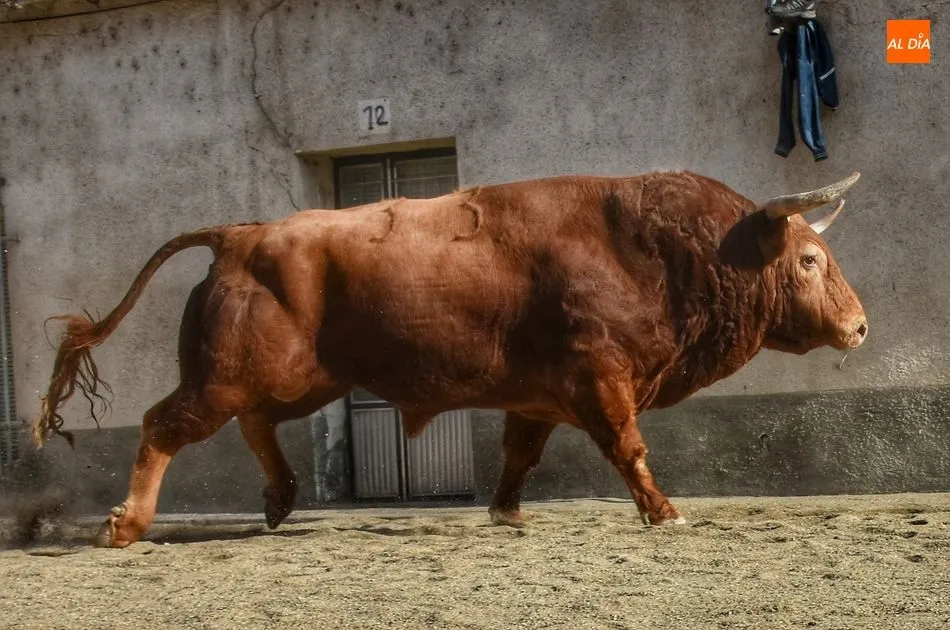 Foto 8 - Rosero, de Juan Luis Fraile, sella un d&iacute;a taurino redondo para la 15 de Octubre